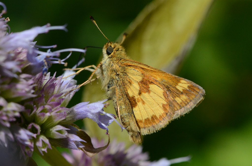 140 2014-08263122Pointe Rok, MA.JPG - Peck's Skipper (Polites peckius) Butterfly. Pointe Rok Estates, MA, 8-26-2014